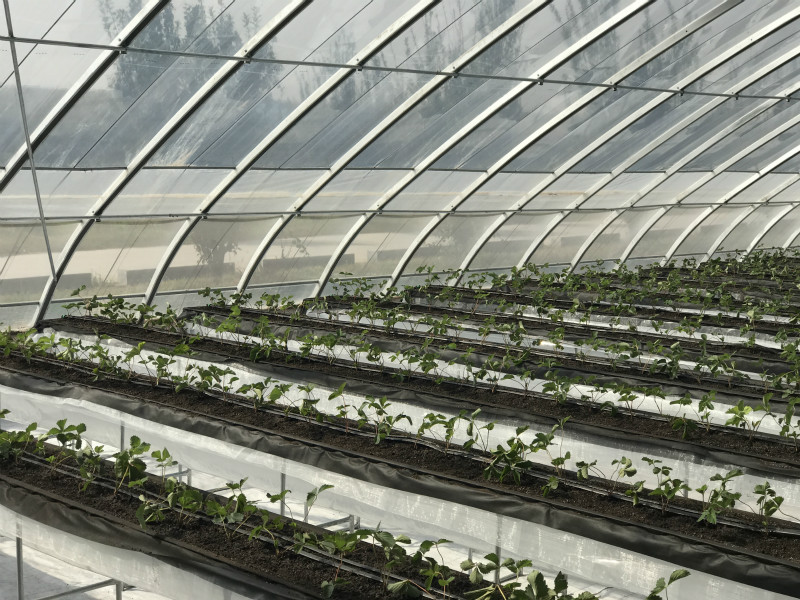 延慶日光溫室草莓種植項目建設